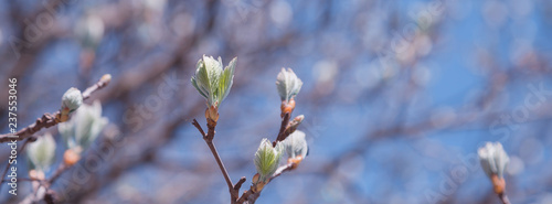 banner spring bloom on tree branches