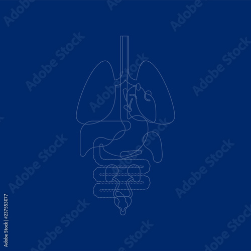 Internal organs X-ray human anatomy body. Heart and Lungs. Liver and stomach. Esophagus and pancreas. Kidney and spleen
