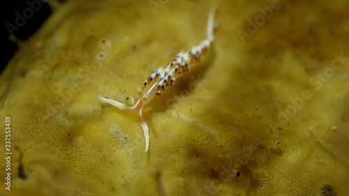 Much-desired flabellina or desirable flabellina (Flabellina exoptata) crawling on a sponge, Raja Ampat, Indonesia photo