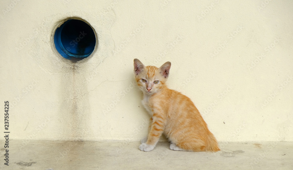 Fototapeta premium cat street floor with floor and wall