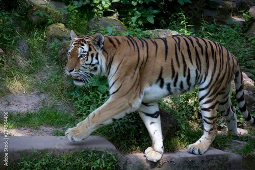 Tiger © Gerhard Köhler