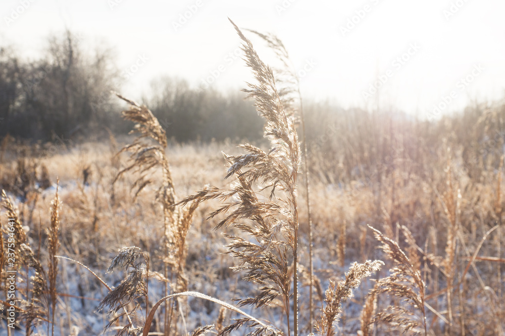 Fototapeta premium Winter landscape. Fresh snow lies on the dry grass on a Sunny day.