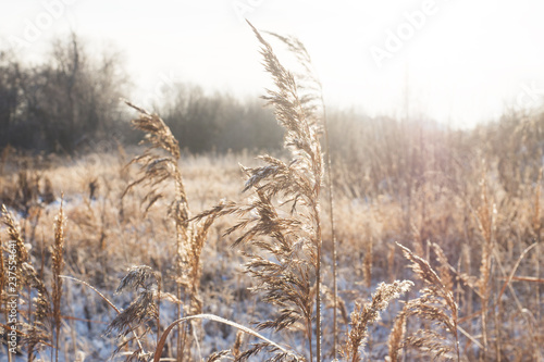 Winter landscape. Fresh snow lies on the dry grass on a Sunny day.
