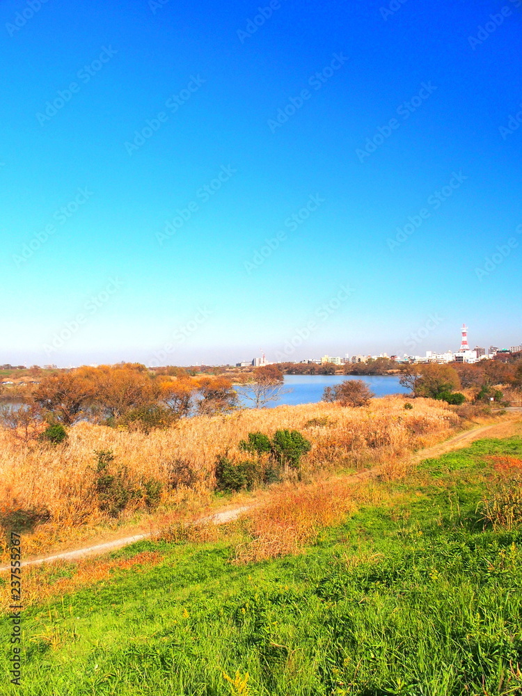 枯れ草茂る河川敷風景 枯れ草茂る河川敷風景