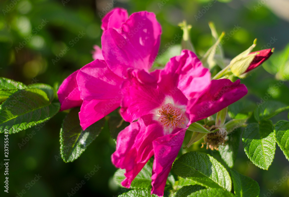 rosehip rosehip