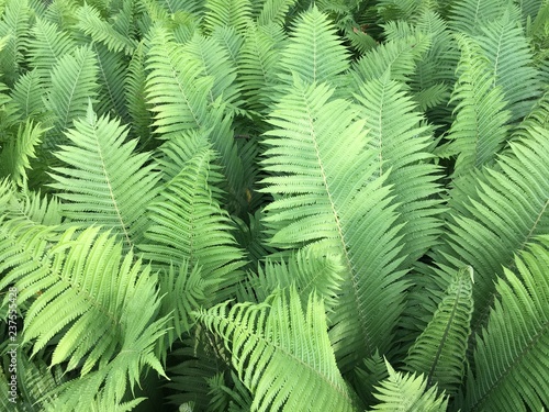 The natural background image of green forest leaves, the colors of nature, abstract green leaf texture, tropical leaf foliage 