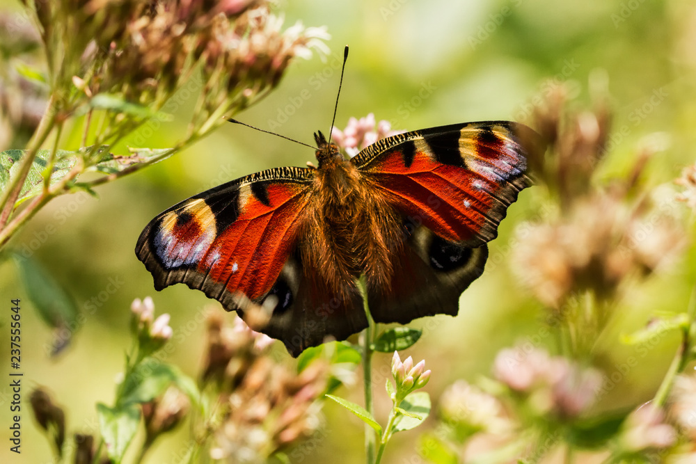 Obraz premium Tagpfauenauge