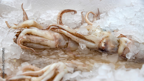 Octopuses lying in the ice on the market. Greece