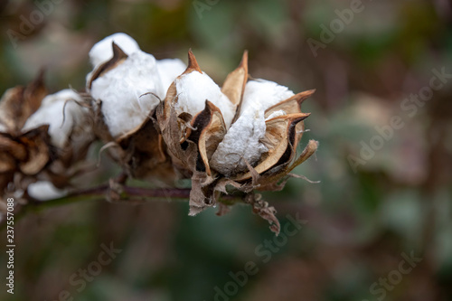 Open boxes of ripe cotton plants on a blurred background. Greece