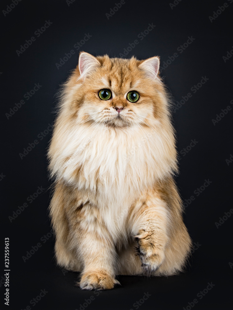 Amazing fluffy British Longhair cat kitten, sitting straight up, looking beside lens with big green / yellow eyes. Isolated on black background. One paw lifted.
