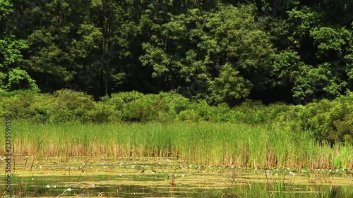 Beautiful lake in wild nature