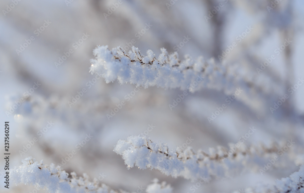 Frozen branches on dry grass in winter Frozen branches on dry grass in winter