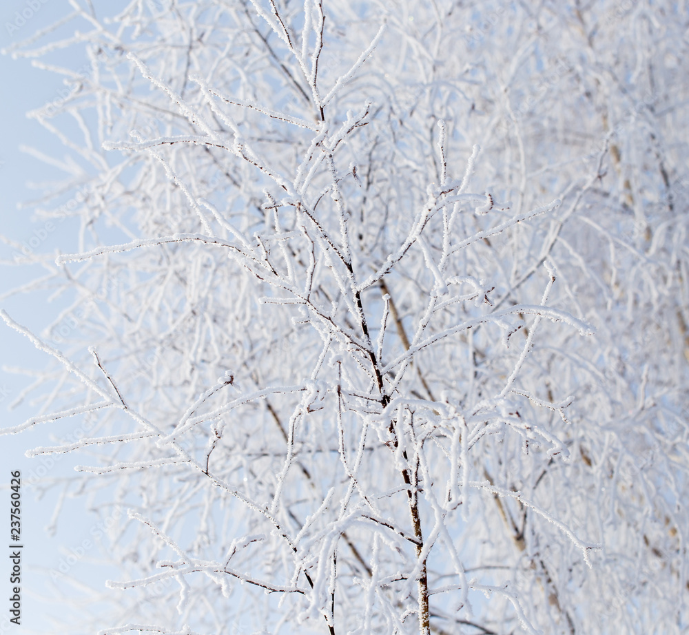 Frozen branches on a tree against a blue sky Frozen branches on a tree against a blue sky