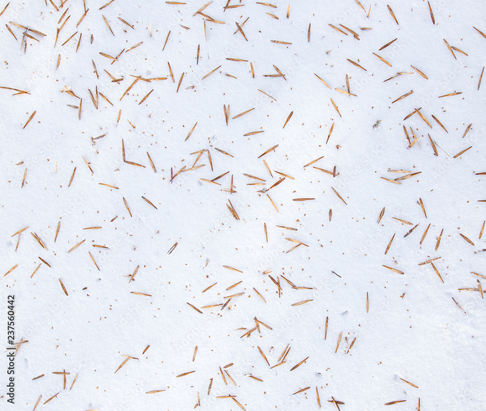 Seeds from a tree on white snow as a background Seeds from a tree on white snow as a background