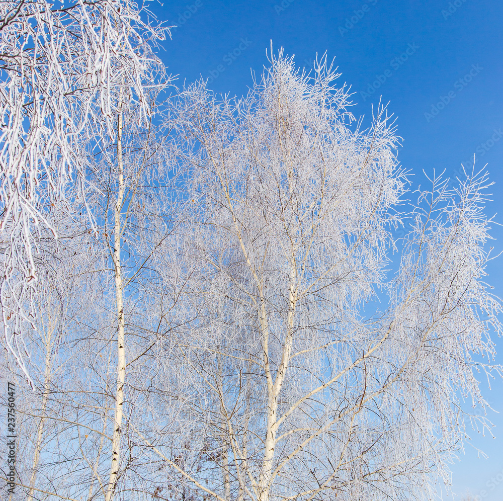 Frozen branches on a tree against a blue sky