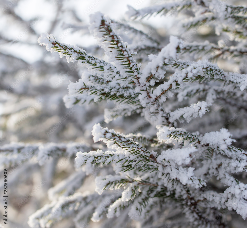 Frozen branches on a pine in the forest in winter