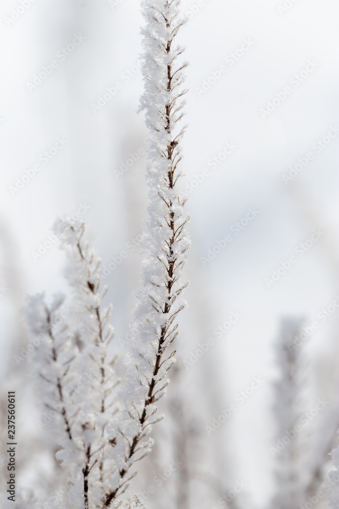 Frozen branches on dry grass in winter