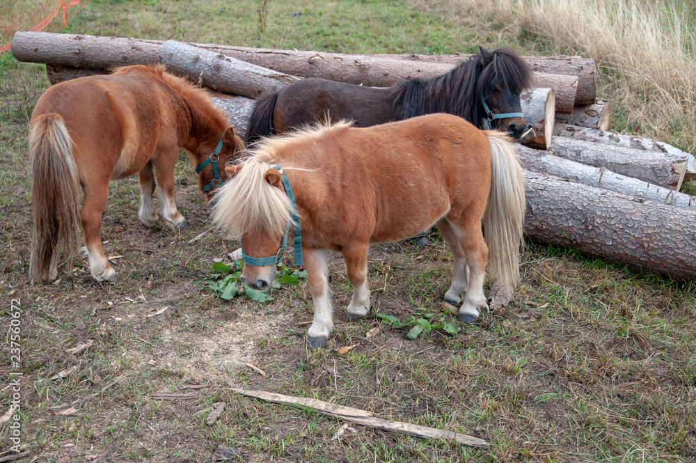 kleines pferd pony halfinger Stock Photo | Adobe Stock