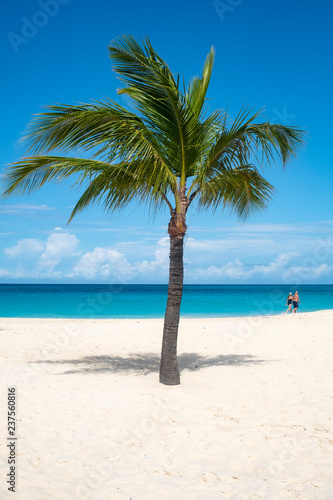 Fototapeta Naklejka Na Ścianę i Meble -  Palm Tree on a Caribbean Beach 