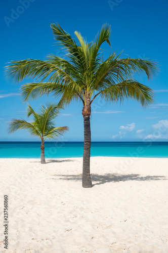 Palm Tree on a Caribbean Beach  © chiyacat