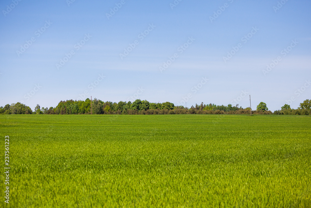 View of countryside meadow with fresh green lush grass in Latvia, Europe. Rural agricultural grass field pastures. Natural landscape with blue sky, trees and bushes in background.. View of countryside meadow with fresh green lush grass in Latvia, Europe. Rural agricultural grass field pastures. Natural landscape with blue sky, trees and bushes in background..