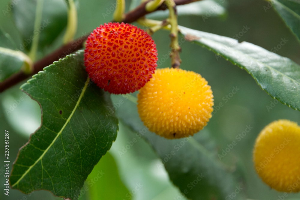 Heidekraut - Ericaceae Heidekraut - Ericaceae