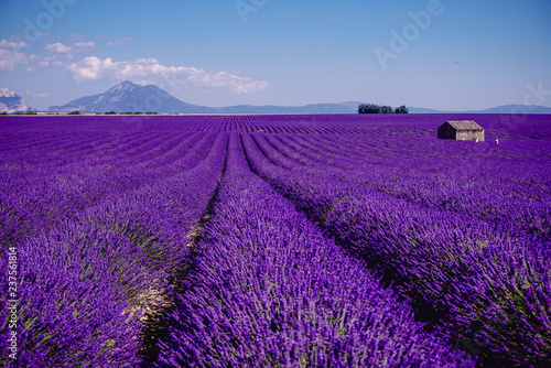 Lavender field - Valensole, France - So violet! Enjoy active summer on the lavender field. One touristic place is in Valensole, France. So impressive! nThe violet everywhere! © HIEUVO