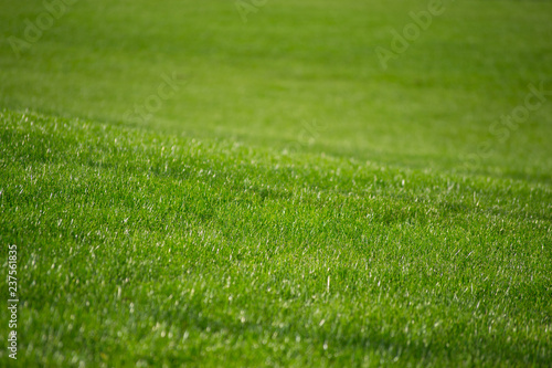 Outdoor park detail. A green grass field, a nice natural texture in a city garden.