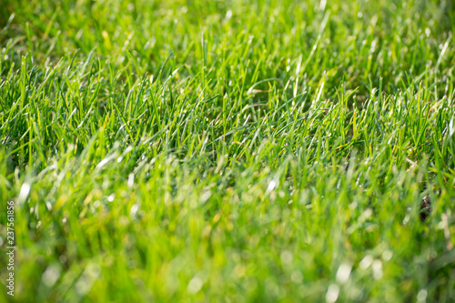 Close up detail of a green grass field illuminated by a nice soft light