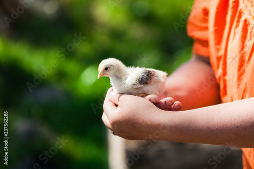 Little cute domestic baby chicken on palms of woman's hands. Bird is trying to fly away. Selective focus with natural green background. Animal friendly organic farming in rural Europe.