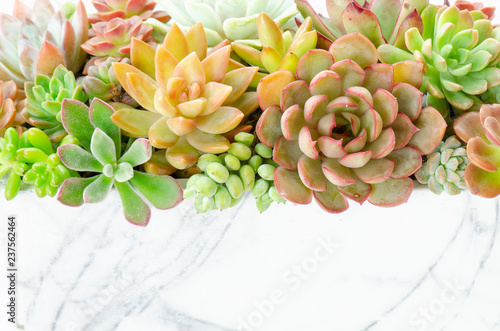Detail of various types of succulent flowering houseplant arrangement in marble planter background