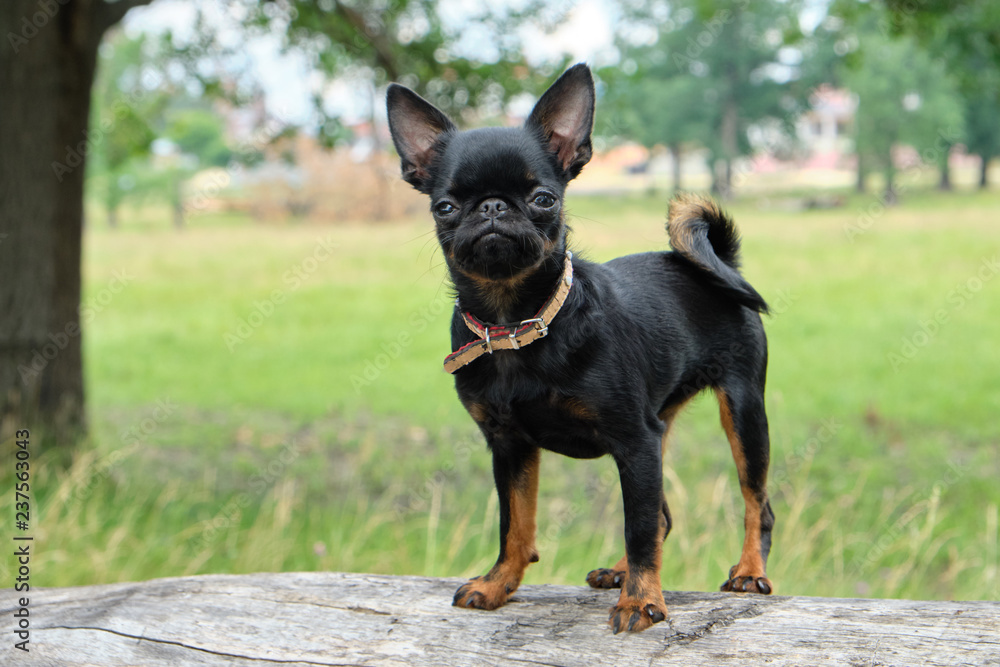 Petit Brabancon on green grass nature walk. Little black dog. Selective focus Petit Brabancon on green grass nature walk. Little black dog. Selective focus