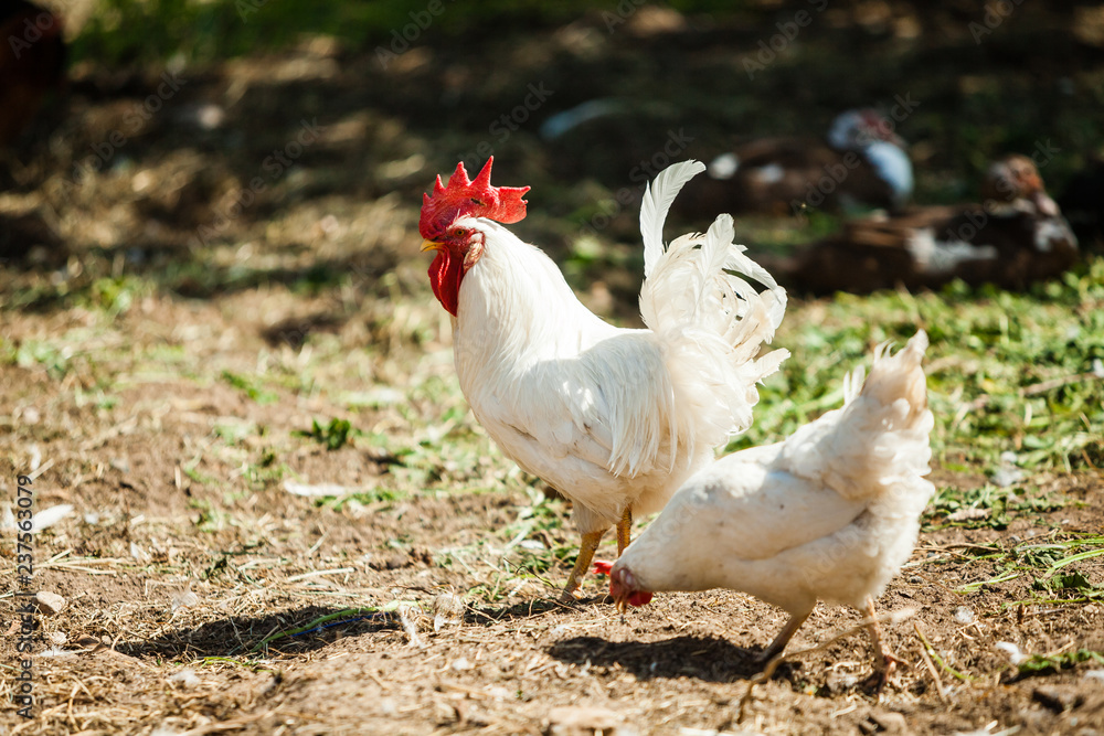 Fototapeta premium White Rooster and Chicken grazing on grass outside of organic farm in summer. Free Range Cock and Hens at countryside in rural Europe, Latvia. Animal friendly organic farming