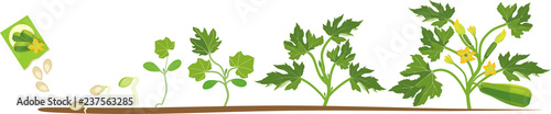 Life cycle of zucchini plant. Growth stages from seeding to flowering and fruit-bearing plant