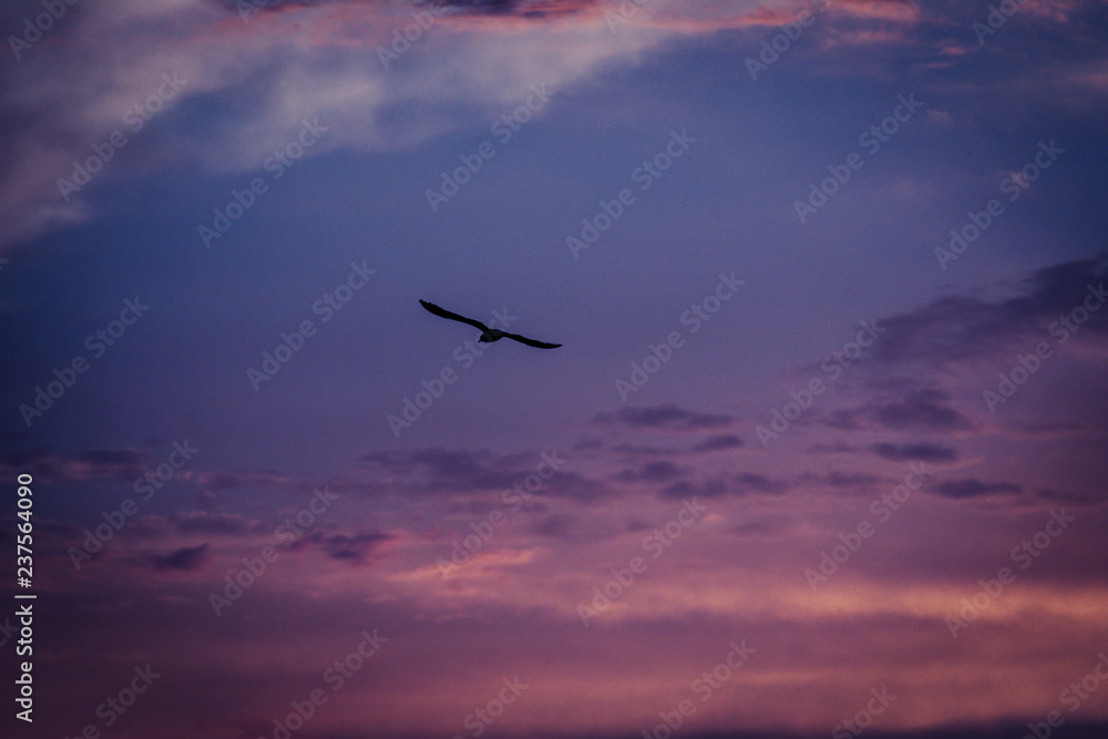 Obraz premium Uccello tramonto