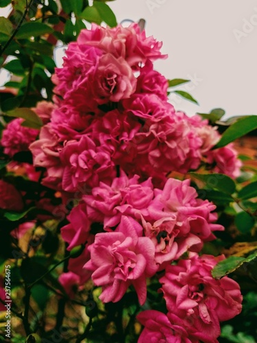flores © Jhonatan