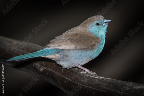 Blue waxbill in Balule Reserve, Olifants West, Greater Kruger, South Africa photo