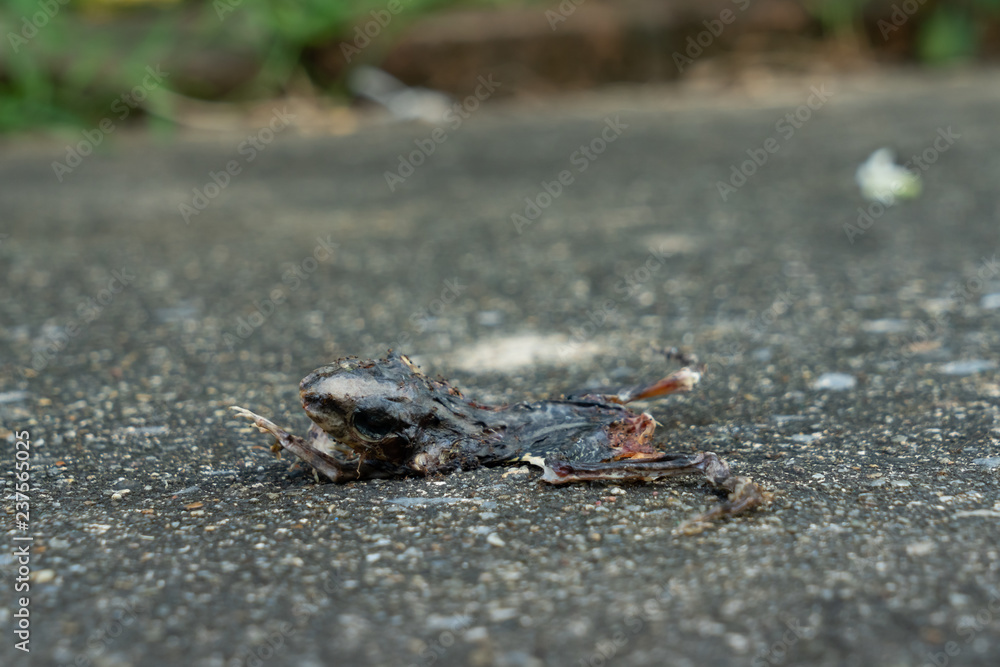 Dry died small toad. Dry died small toad.