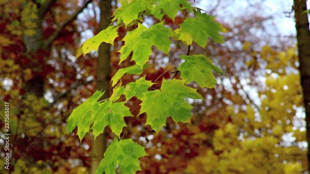 Ahornblätter im Herbst, Ahornbaum, full HD 1080p Video Footage 25 fps Ahornblätter im Herbst, Ahornbaum, full HD 1080p Video Footage 25 fps