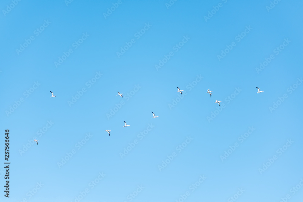 Flying gannet birds isolated against blue sky in Perce, Gaspesie, Gaspe region of Quebec, Canada by Bonaventure Island