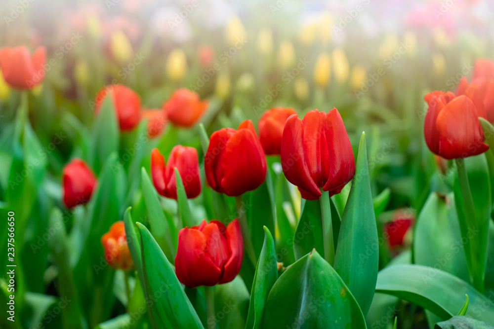 Tulip garden with colorful flowers in the field. Red, yellow and orange plants beautiful landscape.