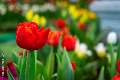 Tulip garden with colorful flowers in the field. Red  yellow and orange plants beautiful landscape.