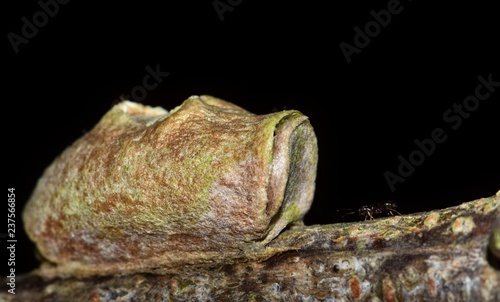 Insect cocoon attached to a tree branch with a tiny ant in front of it. Photo taken at night with a black background in Houston, TX. photo