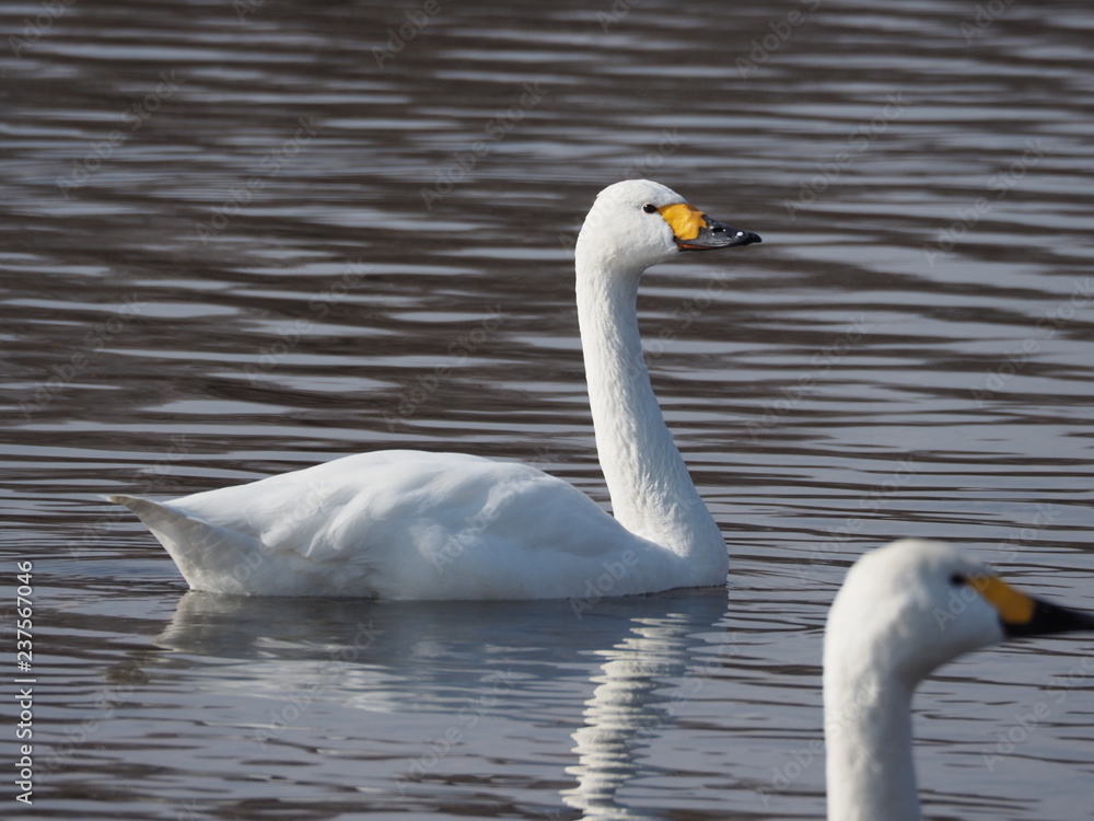 Obraz premium 白鳥, Swan