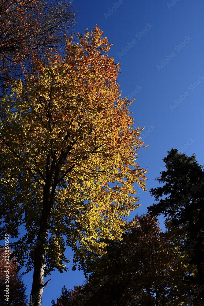 Fototapeta premium tree in autumn