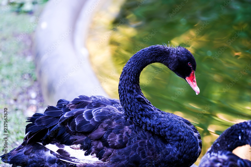 Fototapeta black swan in a pond