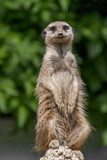 Standing meerkat, watching the surroundings.