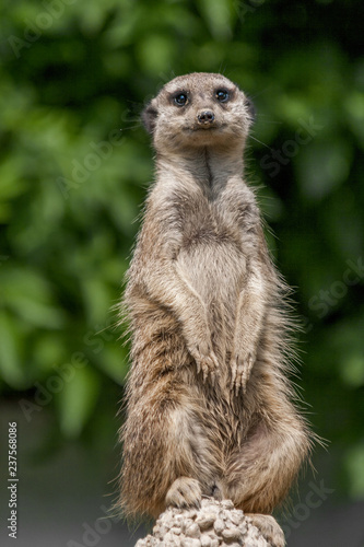 Standing meerkat, watching the surroundings. © Viliam