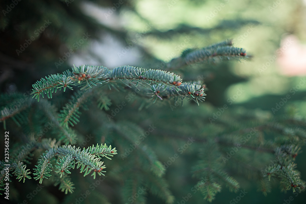branch of the Christmas tree in nature in the forest