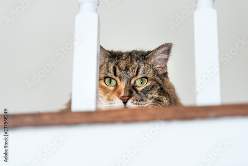 Calico maine coon cat face, lying on carpet floor, hiding behind railing bars with head hidden, big eyes opened © Andriy Blokhin
